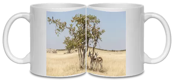 Springboks -Antidorcas marsupialis-, Etosha National Park, Namibia, Africa