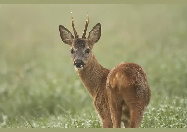 Roe Deer -Capreolus capreolus-, Roebuck, Limburg an der Lahn, Hesse, Germany, Europe