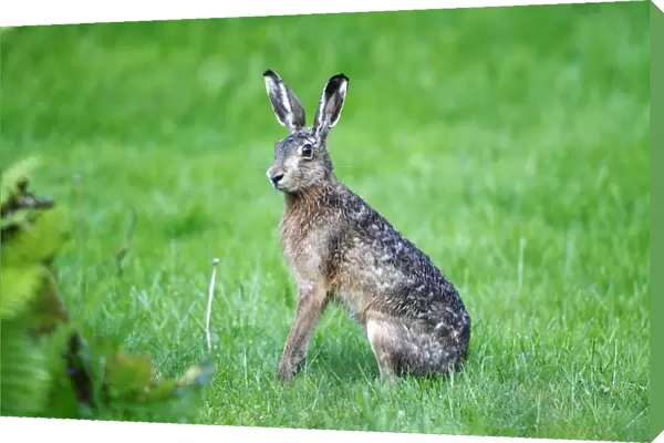 Hare -Lepus europaeus-, sitting in the grass listening, Neuwerk Island, Germany