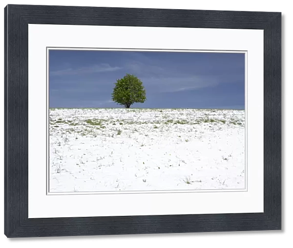 Snow-covered landscape with tree, Black Forest, St. Peter, Baden-Wuerttemberg, Germany, Europe