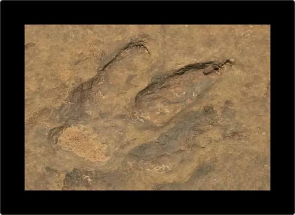 Fossilized footprints of a Tyrannosaurus rex near the village of Mananga, Cameroon, Central Africa, Africa