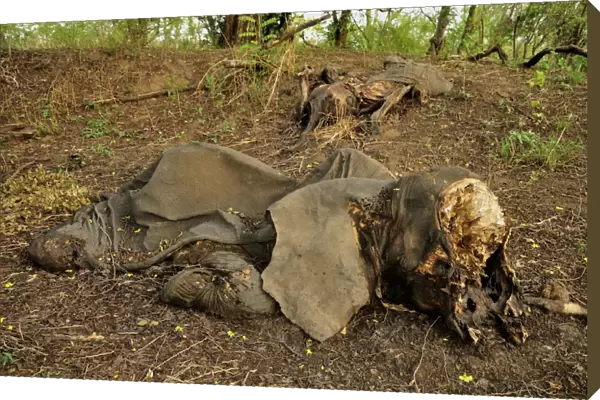 One of the elephants killed by Sudanese poachers on 5 March 2012, Bouba-Ndjida National Park, Cameroon, Central Africa, Africa
