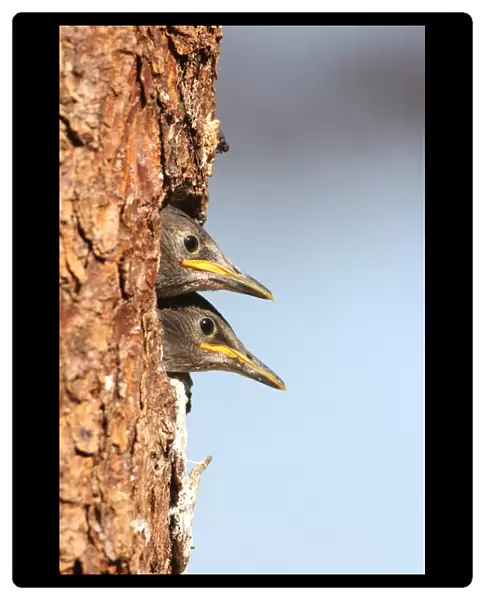 Juvenile starlings -Stunus vulgaris- looking out of nesting hole, Allgaeu region, Bavaria, Germany, Europe