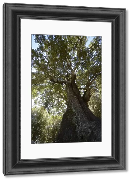 Old Cork Oak -Quercus suber-, cork oak forest near Tizarella, Bois de Tizzarella, Asco Valley, Haute Corse, Corsica, France