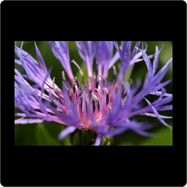 Blue-violet flower of the Perennial Cornflower or Montane Knapweed -Centaurea montana L. -