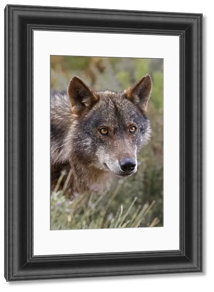 Iberian Wolf -Canis lupus lupus-, Antequera, Spain