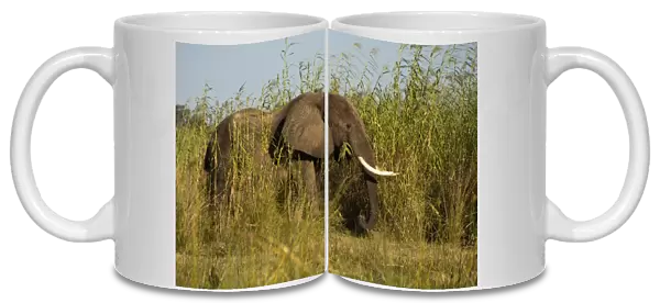 African Elephant -Loxodonta africana- feeding on high reeds on the river banks of the Zambezi, Lower Zambezi, Zambia