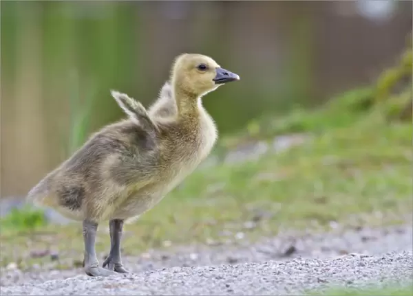 Greylag Goose -anser anser-, gosling, North Hesse, Hesse, Germany