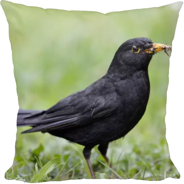 Blackbird -Turdus merula-, male, collecting insects in its beak