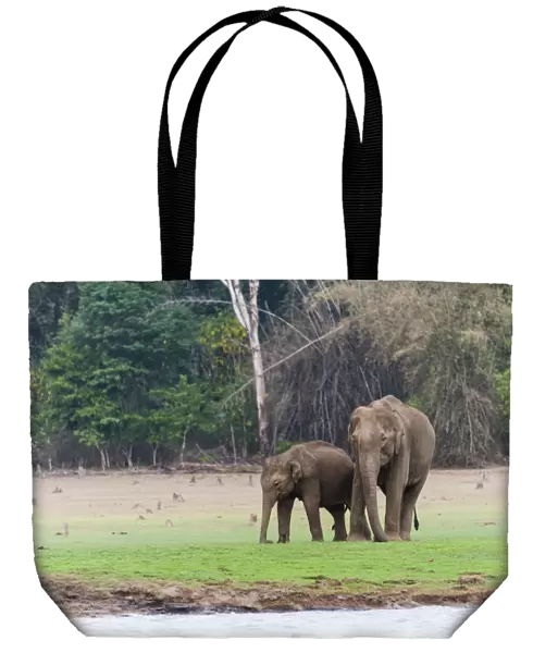 Asian elephant or Indian elephant -Elephas maximus-, male, Kabini Reservoir, Nagarhole National Park, Karnataka, India