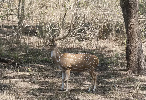 Chital -Axis axis-, Nagarhole National Park, Karnataka, India