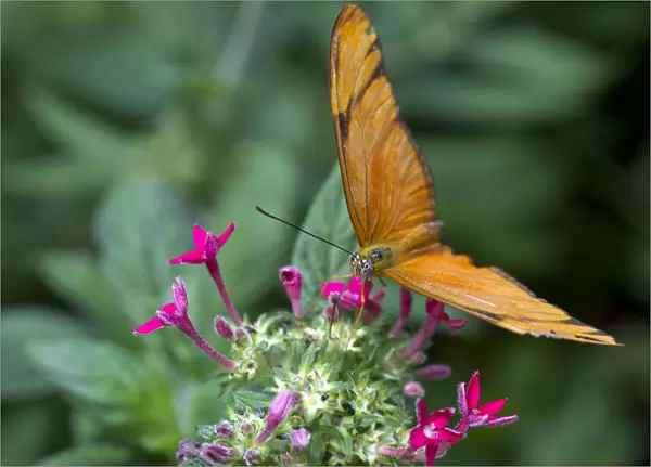 Julia Butterfly -Dyras iulia-, Monteverde, Puntarenas Province, Costa Rica, Central America