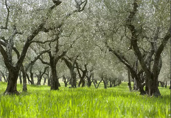 Olive orchard, green grass, near Bolsena, Lazio, Italy, Southern Europe, Europe