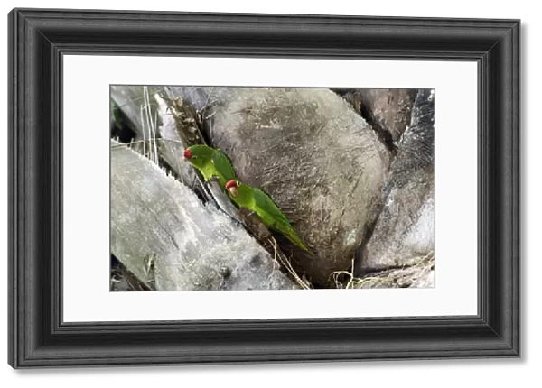 Finschs Parakeet, Finschs Conure or Crimson-fronted Parakeet -Aratinga finschi-, Wilson Botanical Gardens, San Vito, Puntarenas Province, Costa Rica, Central America