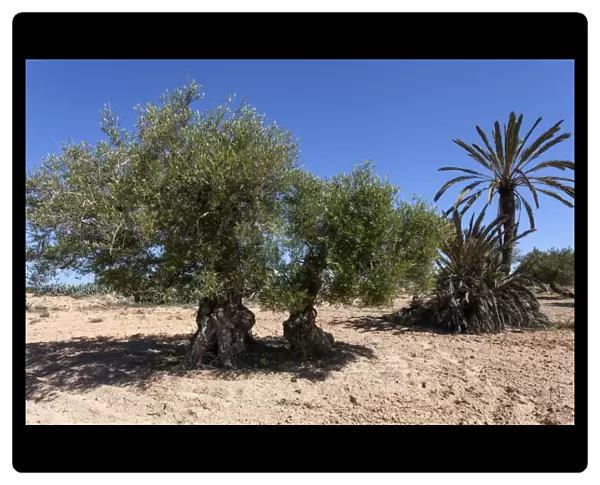 Ancient olive trees and date palm, Djerba, Tunisia