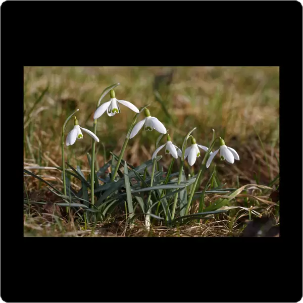 Snowdrops -Galanthus nivalis-, Germany, Europe
