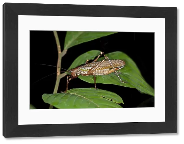 True katydid -Pseudophyllinae-, Tiputini rainforest, Yasuni National Park, Ecuador, South America