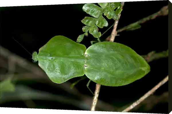 Tropical Shield Mantis, Hooded Mantis or Leaf Mantis -Choeradodis stalii-, Tiputini rain forest, Yasuni National Park, Ecuador, South America