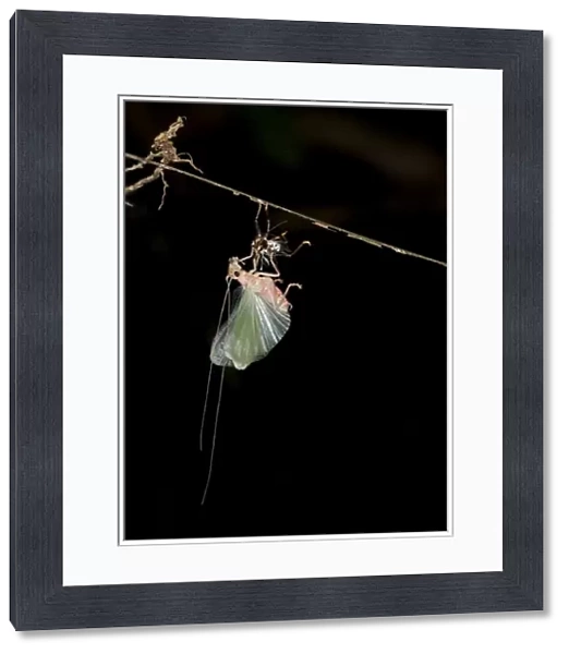 Bush cricket or Katydid -Tettigoniidae- moulting, Tiputini, rainforest, Yasuni National Park, Ecuador, South America