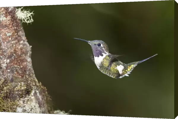 Purple-throated Woodstar -Calliphlox mitchellii-, hummingbird, in flight in its natural habitat, Tandayapa region, Andean cloud forest, Ecuador, South America