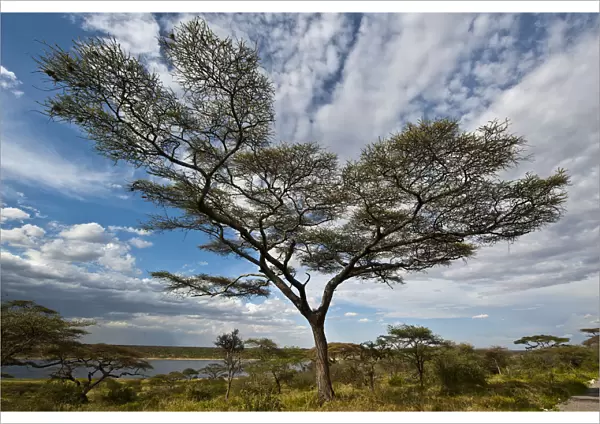 Tree with clouds, Lake Masek, Ndutu area, Tanzania