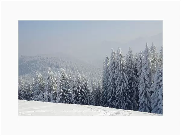 Snow-covered winter landscape, inversion weather conditions at Schwarzenberg mountain, near Elbach, Leitzachtal, Bavaria, Germany, Europe