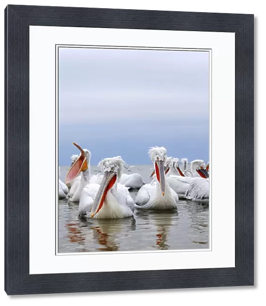 Dalmatian Pelicans -Pelecanus crispus-, on the shore of Lake Kerkini, Greece, Europe