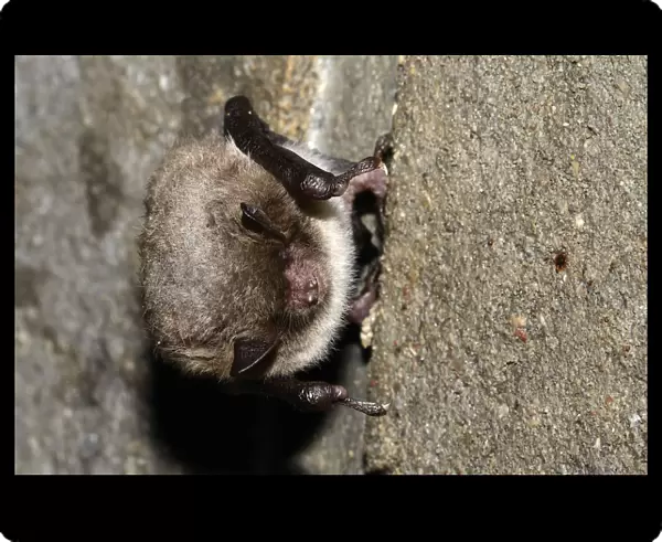 Daubentons Bat -Myotis daubentoni-, species in Annex IV of the Habitats Directive, in winter quarters, hibernating in a tunnel, Topor, Kiel, Schleswig-Holstein, Germany, Europe