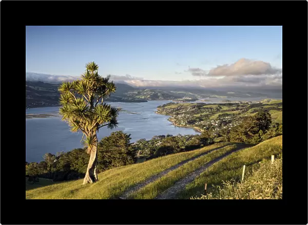 Cabbage tree -Cordyline australis- next to a farm road on grassland, view of the bay of Dunedin, city of Dunedin and Port Chalmers, Otago Peninsula, South Island, New Zealand, Oceania