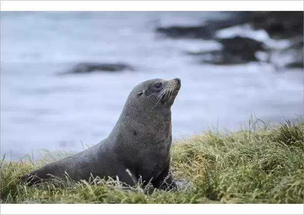 New Zealand sea lion -Phocarctos hookeri- on grass, Moeraki, South Island, New Zealand