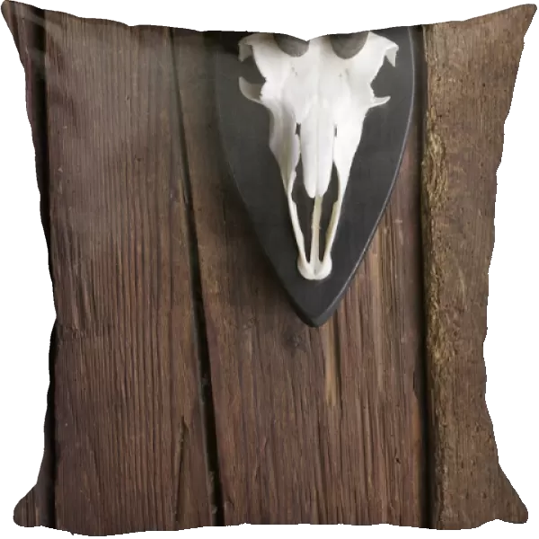 Skull of a Chamois -Rupicapra rubicapra- on a rustic wooden wall