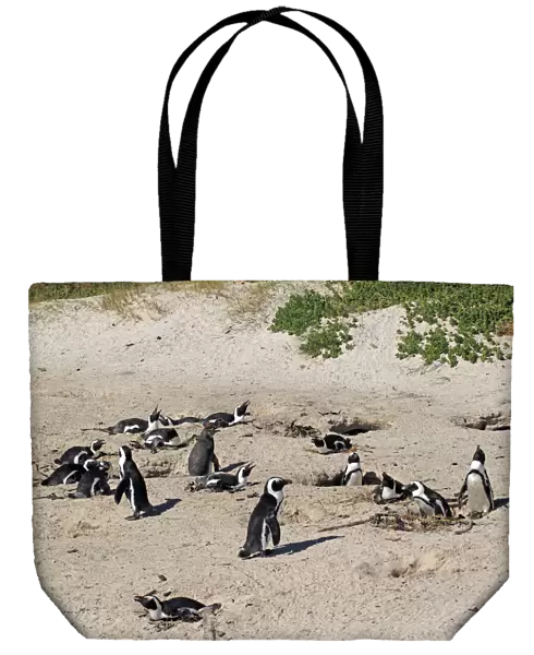 Jackass Penguin, Black-footed Penguin or African Penguin -Spheniscus demersus-, breeding colony on the beach, Boulder, Simons Town, Western Cape, South Africa