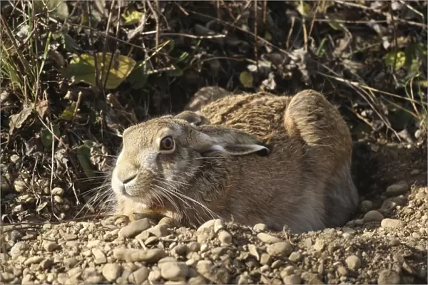 Hare -Lepus europaeus- in shallow depression or form on the ground, Allgaeu, Bavaria, Germany, Europe