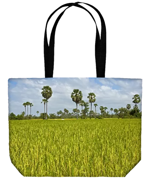 Rice paddy with Palmyra Palms or Toddy Palms -Borassus flabellifer-, near Pursat, Cambodia