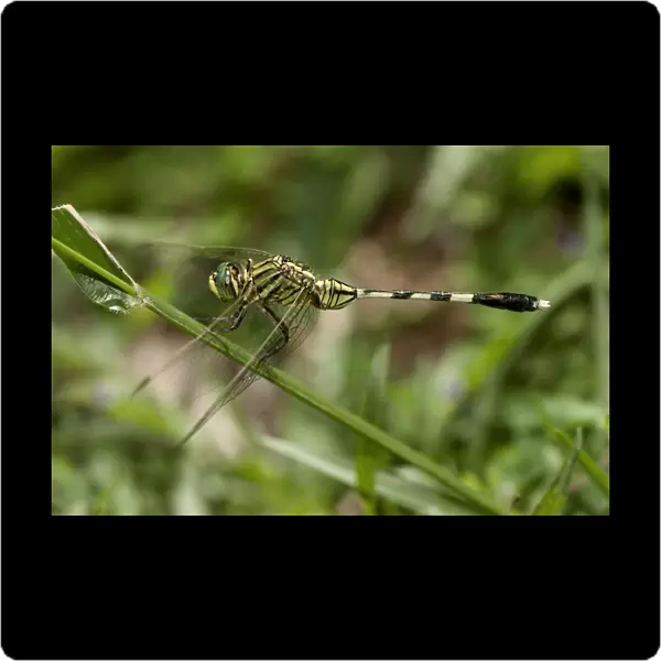 Slender skimmer, green marsh hawk -Orthetrum sabina-, male, Siem Reap, Cambodia, Southeast Asia, Asia