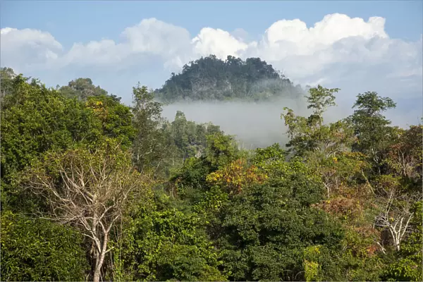 Landscape with mist, forest, jungle, northern Thailand, Thailand, Asia