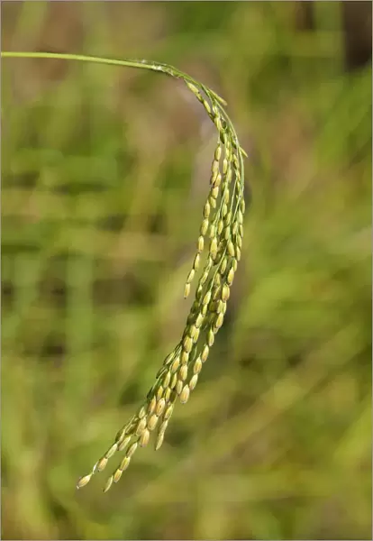 Ripe ear of a rice plant -Oryza sativa-, Siem Reap, Cambodia, Southeast Asia
