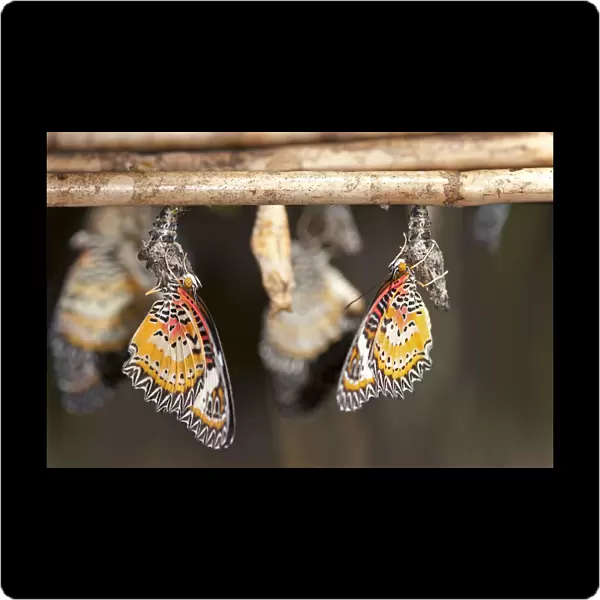 Newly emerged butterflies of the genus Cethosia, Siem Reap, Cambodia, Southeast Asia, Asia