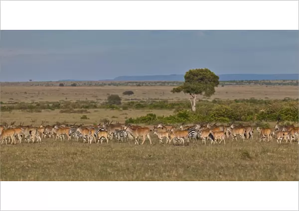 Herd of Eland Antilopes -Taurotragus oryx-, Zebra -Equus quagga- and Blue Wildebeest -Connochaetes taurinus-, Masai Mara National Reserve, Kenya, East Africa, Africa, PublicGround