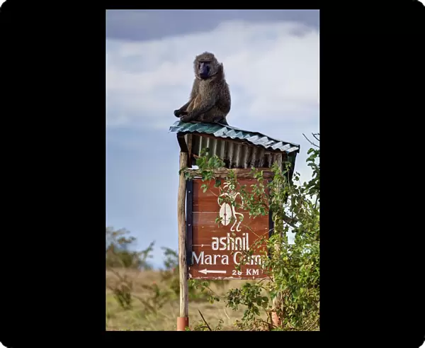 Olive baboon (Papio anubis) sitting on the corrugated iron roof of a sign to Ashnil Mara Camp, Masai Mara National Reserve, Kenya
