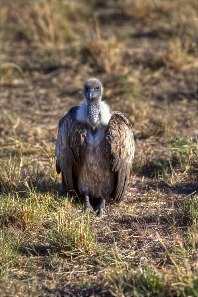 White-backed Vulture -Gyps africanus-, Masai Mara National Reserve, Kenya, East Africa, Africa, PublicGround