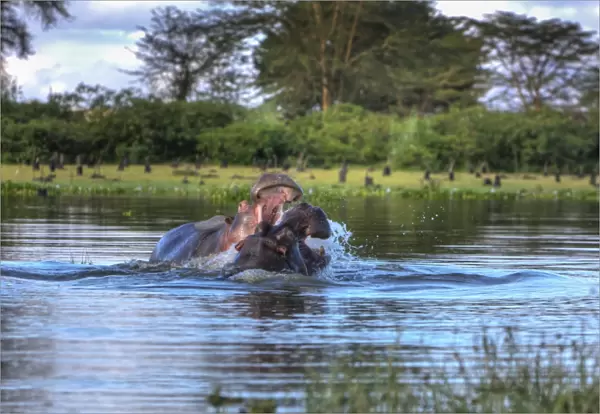 Hippopotamus -Hippopotamus amphibius-, Lake Naivasha, Kenya, East Africa, Africa, PublicGround