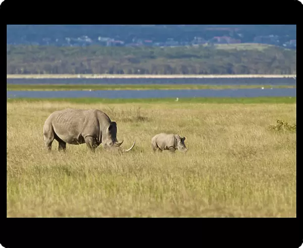 White Rhinoceroses or Square-lipped Rhinoceroses -Ceratotherium simum-, adult with a calf, Lake Nakuru National Park, Kenya, East Africa, Africa