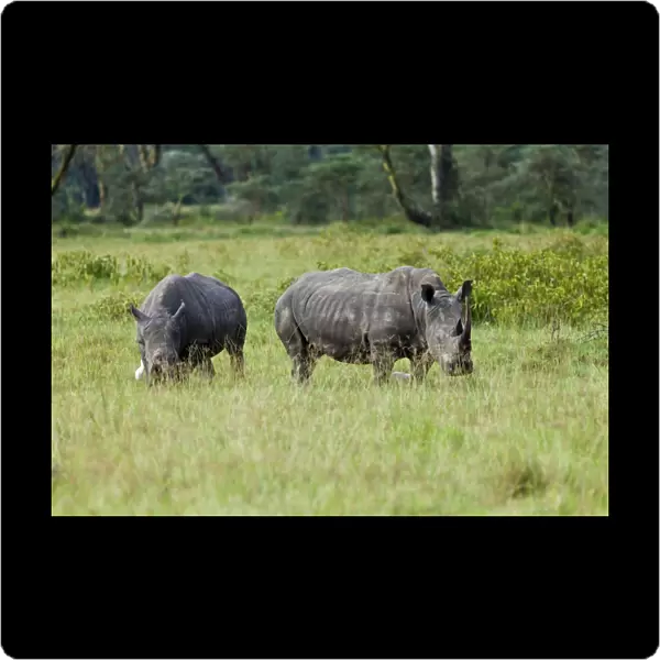 White Rhinoceroses -Ceratotherium simum-, Lake Nakuru National Park, Kenya, East Africa, PublicGround