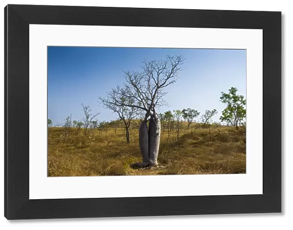 Tree couple, Baobab Trees -Adansonia sp. -, near Wyndham, Kimberley, Western Australia