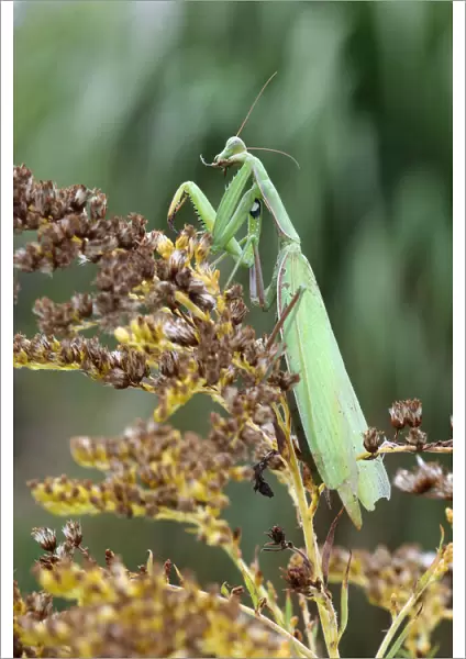 Praying mantis -Mantis religiosa-, cleaning itself, Hungary, Europe