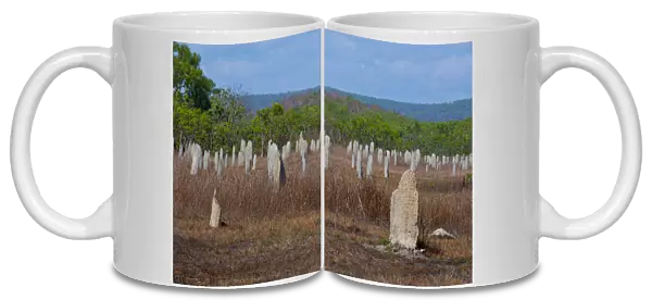 Termite mounds in the Litchfield National Park, Northern Territories, Australia