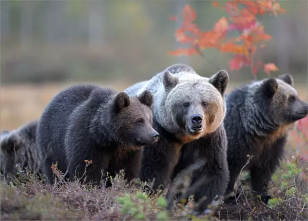 Brown Bears -Ursus arctos-, mother bear and cubs in the autumnally coloured taiga or boreal forest in the last light, border area to Russia, Kuhmo, Karelia, Finland