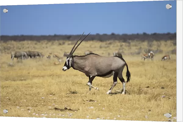 Gemsbok or Gemsbuck -Oryx gazella-, Etosha National Park, Namibia, Africa