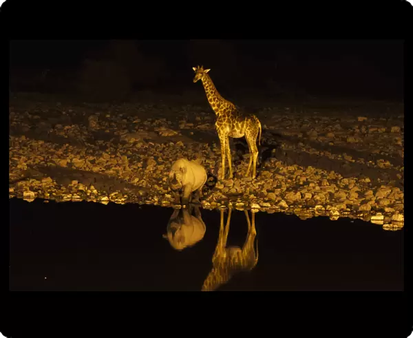 Giraffe -Giraffa camelopardalis- and Black or Hook-lipped Rhinoceros -Diceros bicornis- at waterhole at night, Etosha National Park, Namibia, Africa